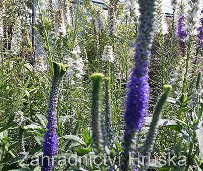 Veronica spicata Christa