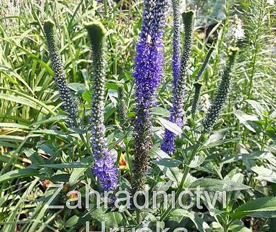 Veronica spicata Christa