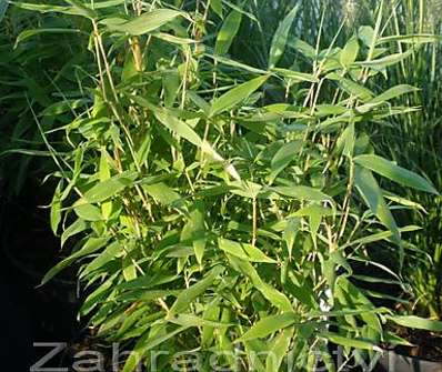 bambus - Fargesia murieliae ´Mae´
