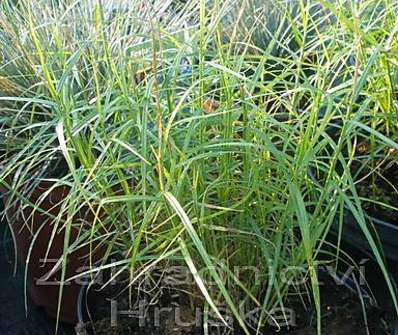 ostřice - Carex muskingumensis 'Little Midge'