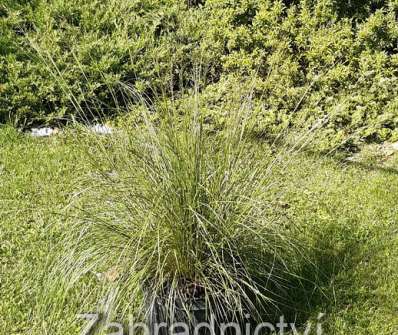 Sporobolus heterolepis