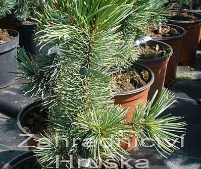 Borovice - Pinus aristata.