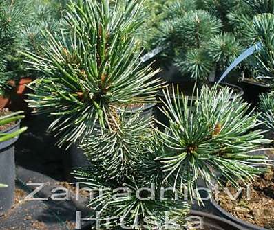 Borovice - Pinus aristata.