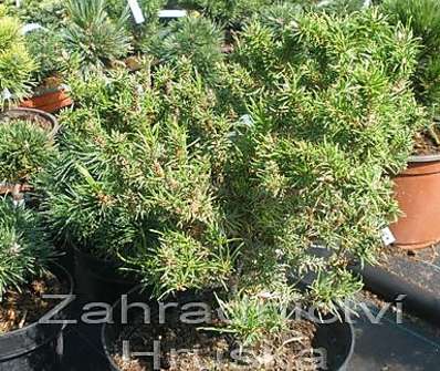 Borovice - Pinus banksiana 'Schneewerdingen'.