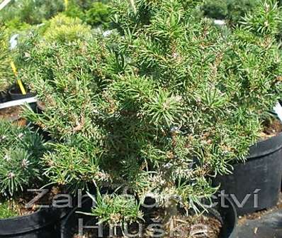 Borovice - Pinus banksiana 'Schneewerdingen'.