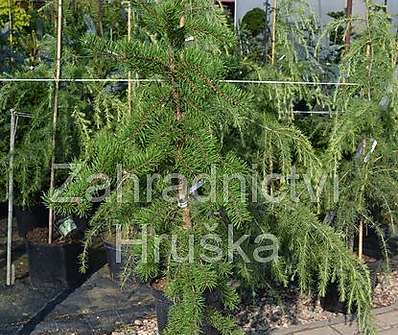 Borovice - Pinus banksiana 'Pendula Kalouš'.
