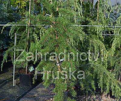 Borovice - Pinus banksiana 'Pendula Kalouš'.