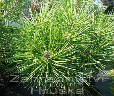 Borovice - Pinus densiflora 'Jane Kluis'