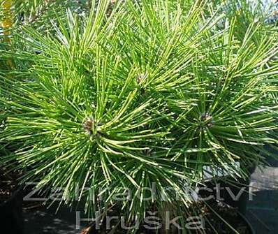 Borovice - Pinus densiflora 'Jane Kluis'