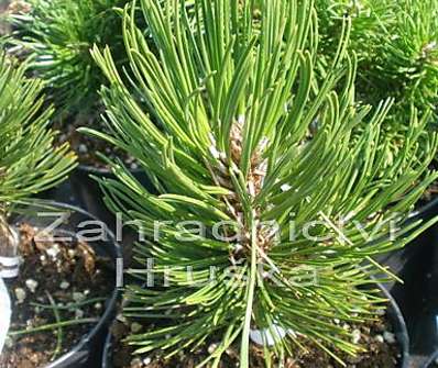 Borovice - Pinus leucodermis 'Little'