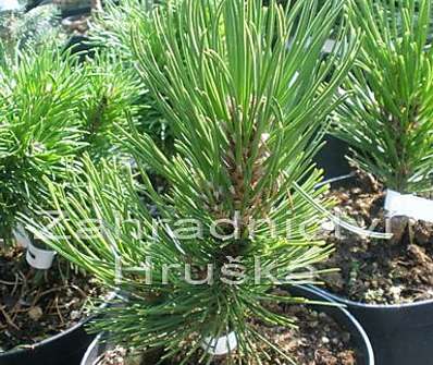 Borovice - Pinus leucodermis 'Little'