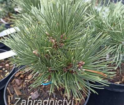 Borovice - Pinus leucodermis 'Stricta'