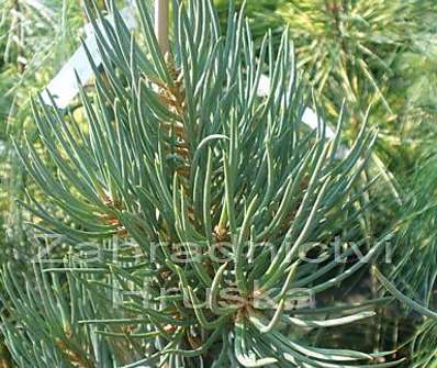 Borovice - Pinus monophylla