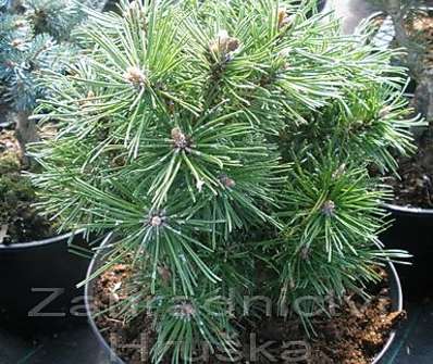 Borovice - Pinus mugo 'Benjamin'.