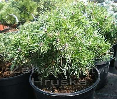 Borovice - Pinus mugo 'Benjamin'.
