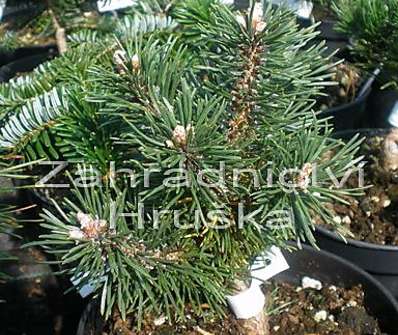 Borovice - Pinus mugo 'Bubikopf'