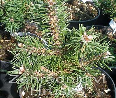 Borovice - Pinus mugo 'Bubikopf'