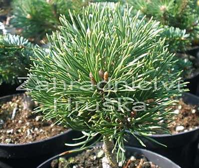 Borovice - Pinus mugo 'Decembergold'