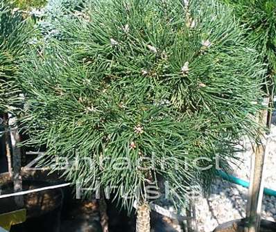 Borovice - Pinus mugo 'Greene Welle'.KM