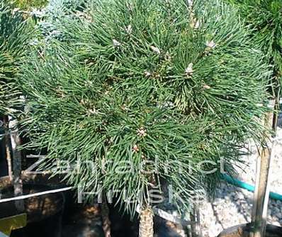Borovice - Pinus mugo 'Greene Welle'.KM