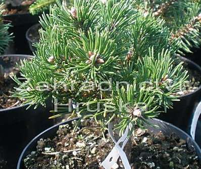 Borovice - Pinus mugo 'Klosteogrun'