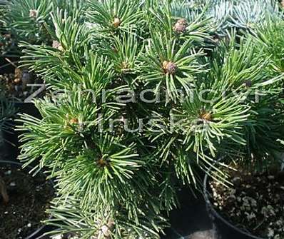 Borovice - Pinus mugo 'Mini Globus'