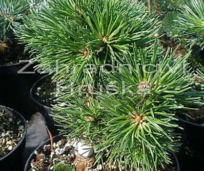 Borovice - Pinus mugo 'Mini Globus'