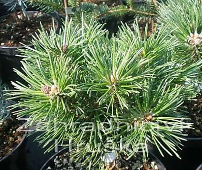 Borovice - Pinus mugo 'Mini Globus'