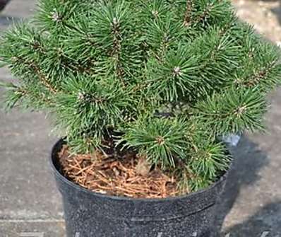 Borovice - Pinus mugo 'Říčany'..