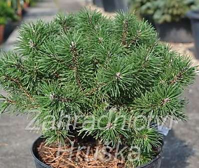Borovice - Pinus mugo 'Říčany'..