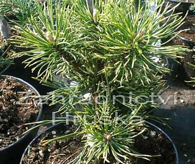 Borovice - Pinus mugo 'Sunshine'