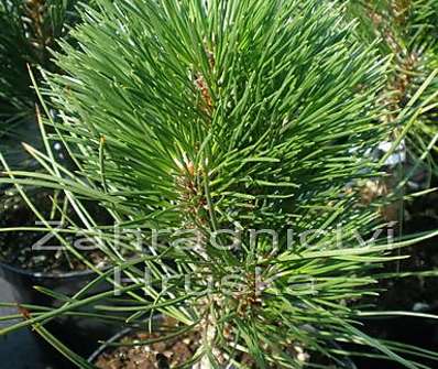 Borovice - Pinus nigra 'Louny'