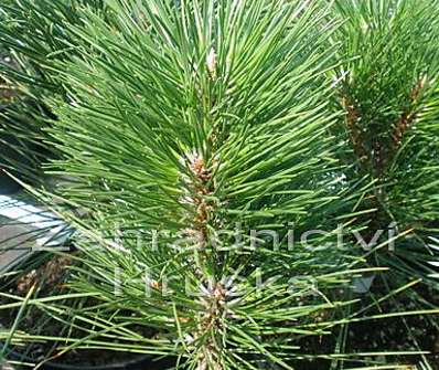 Borovice - Pinus nigra 'Louny'