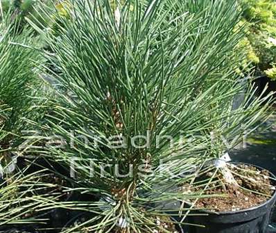 Borovice - Pinus nigra 'Oberon'