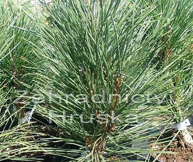 Borovice - Pinus nigra 'Oberon'