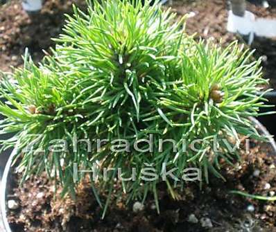 Borovice - Pinus nigra 'Pitchonet'