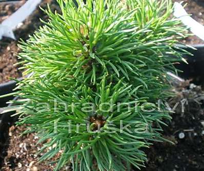 Borovice - Pinus nigra 'Pitchonet'