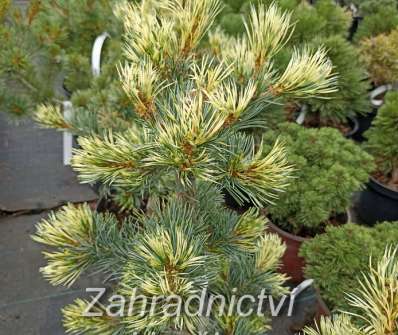 Borovice - Pinus parviflora 'Fukai'