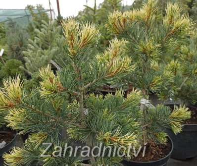 Borovice - Pinus parviflora 'Fukai'