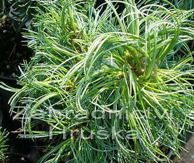 Borovice - Pinus strobus 'Grűn Twist'