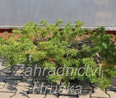 Borovice - Pinus sylvestris 'Hilside Craper'..