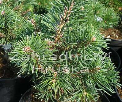 Borovice - Pinus uncinata 'Blanka'