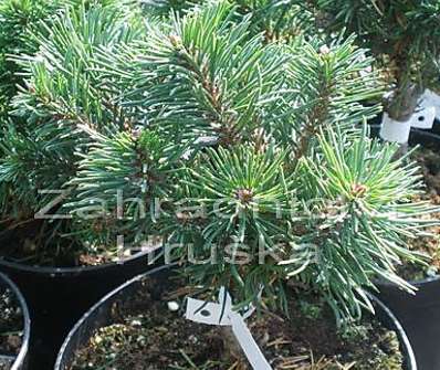 Borovice - Pinus uncinata 'Blanka'