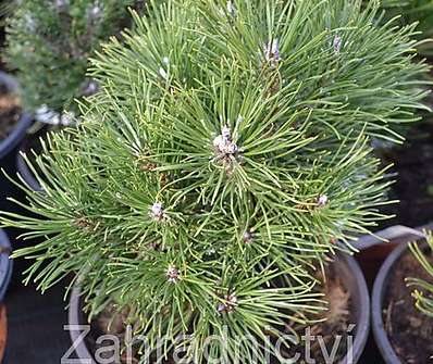 Borovice - Pinus uncinata 'Compacta'