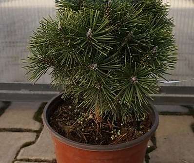 Borovice - Pinus uncinata 'Radka'.