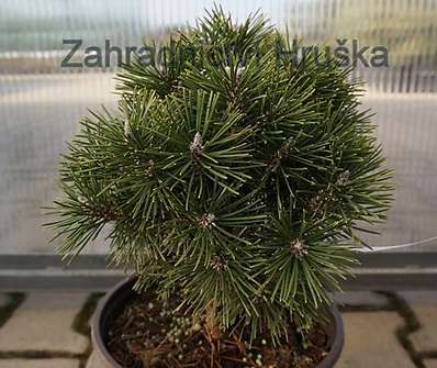 Borovice - Pinus uncinata 'Radka'.