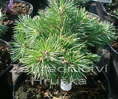 Borovice - Pinus uncinata 'Jitka'