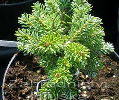 jedle - Abies koreana 'Pinocchio'