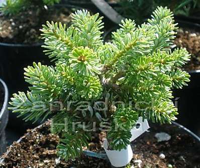 jedle - Abies koreana 'Pinocchio'