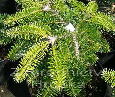 jedle - Abies nordmanniana 'Barabits Compact'